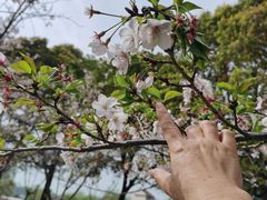 -高东镇樱花园
