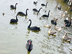 -溱湖国家湿地公园