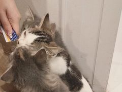 -楼上猫咖(罗湖店)