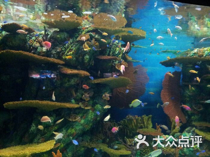 上海海洋水族館圖片 - 第13369張