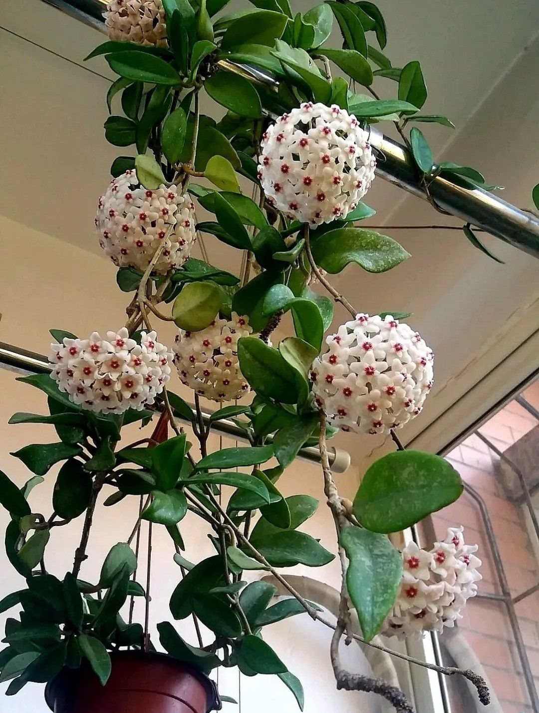 管理粗放,开花美丽的球兰