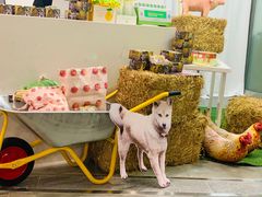 -chi K11艺术空间展览厅