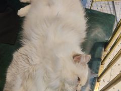 -喵喵咪呀布偶猫咖(春熙路店)