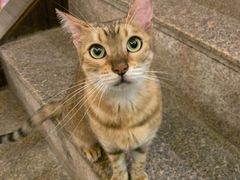 -more than meow吴止猫主题餐厅(承德 中船汇店)