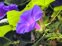 -三圣花乡旅游区