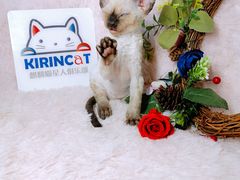 -十年猫舍·猫咪专门店(普陀店)
