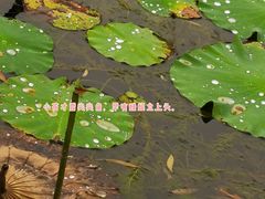 -海天湖公园