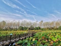 -合肥滨湖国家森林公园