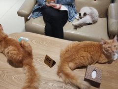 -藏猫猫咖啡主题馆(中央大道店)