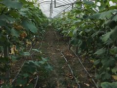 -马陆小张葡萄园农家乐