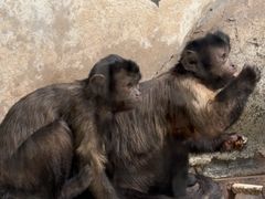 -石家庄市动物园