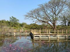 -中国科学院西双版纳热带植物园