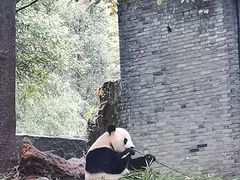 -都江堰中华大熊猫苑