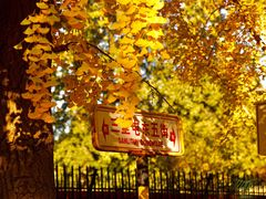 -三里屯东五街银杏大道