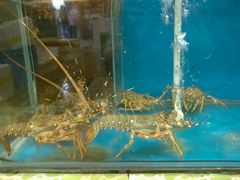 android_upload_pic-御唐府海珊瑚主题餐厅