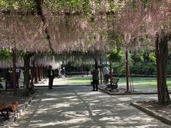 -嘉定紫藤园