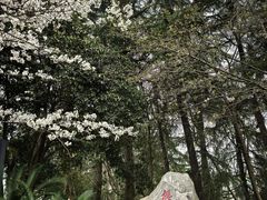 -武汉大学-樱园
