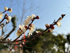 -无锡梅园公园