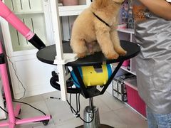 -唐小姐の猫狗洗护·购宠旗舰店(周浦万达店)