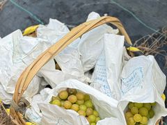 -马陆小张葡萄园农家乐