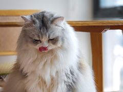 -猫小主咖啡·猫咖cat cafe(福田店)