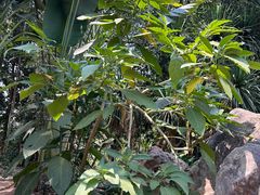 -中国科学院西双版纳热带植物园