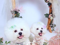 -超宠爱宠物摄影-Super pet