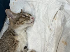 -瑞派动物医院·绝育·犬猫全科·预防医学(光景江南中店)