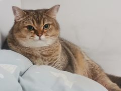 -欧奕国际动物医院