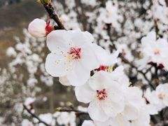 -马武寨驴打滚宴美食村289号(十三陵)