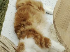 -喵园·猫主题咖啡厅·撸猫·猫咖(国贸店)