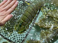 -鲤鱼门海鲜街