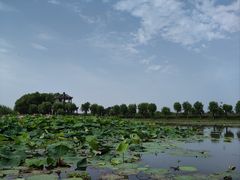 -洪湖生态旅游区