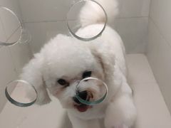 -当汪遇见喵宠物店