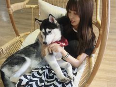 -Husky Go! 哈士奇体验馆·宠物咖啡厅狗咖