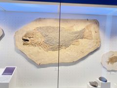 -重庆自然博物馆(新馆)