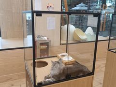 -袖虎猫馆(十亩地店)