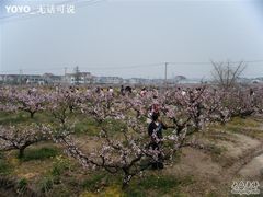 -南汇桃花村