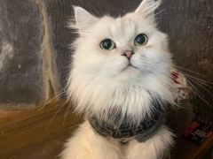 -猫猫幼稚园·撸猫·桌游·电玩