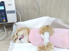 -北京观赏动物医院·24小时大型综合·猫专科·异宠专科