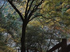 -黑河国家森林公园
