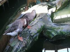 -南宫五洲植物乐园