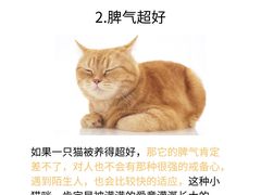 -欣宠猫屋·矮脚拿破仑·蓝金金渐层