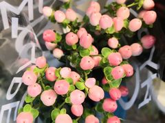 -双季花艺园艺市场(浦东店)