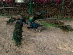 -西双版纳融创皇冠假日度假酒店