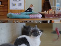 -猫咖时代(中山亭店)