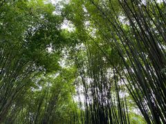 -竹海听涛生态山庄