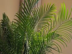 -羊门客在·烤盐池滩羊·川菜