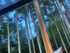 -桉树林A coffee 森林餐厅(三圣乡店)