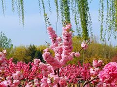 -朝阳公园